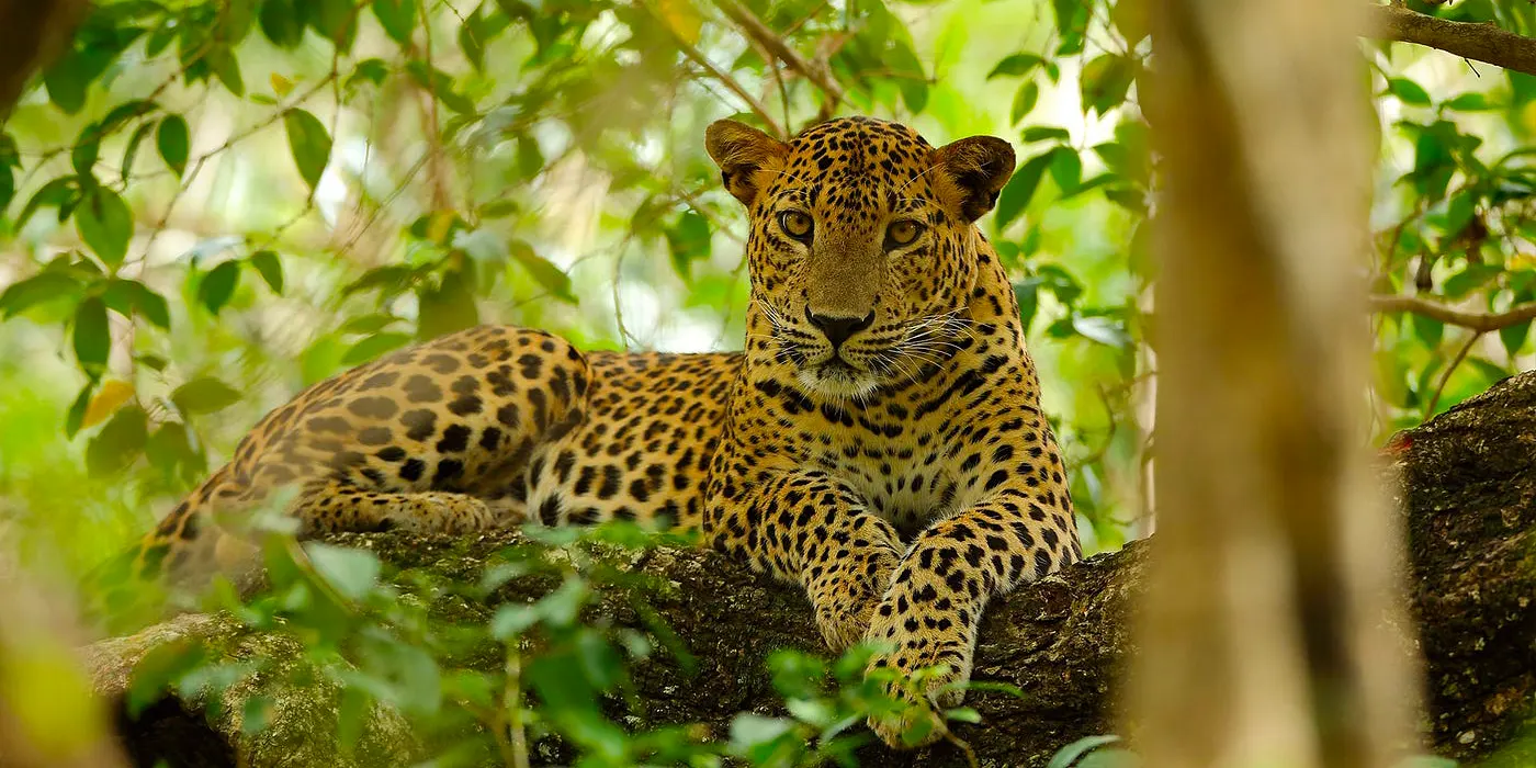 A serene village scene in Sri Lanka
